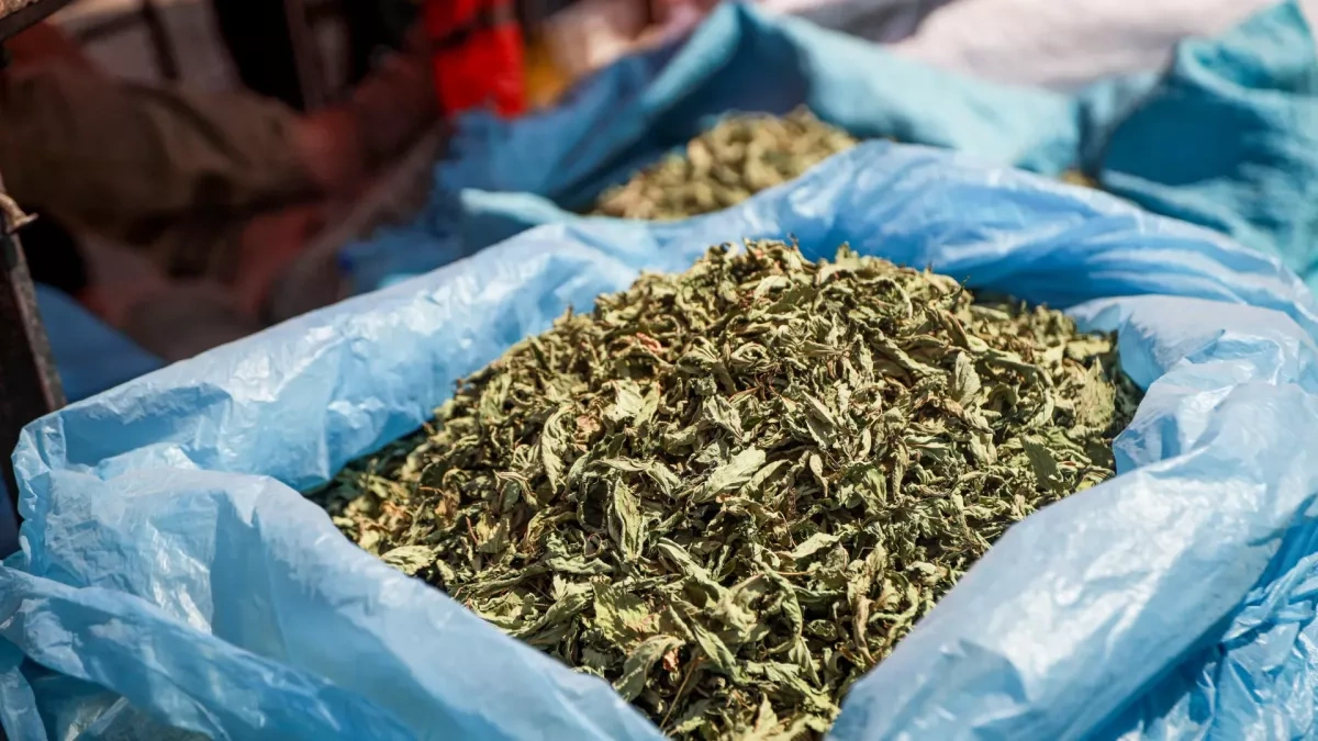 Doctors are raising alarm bells as Gaza residents turn to toxic tobacco alternative