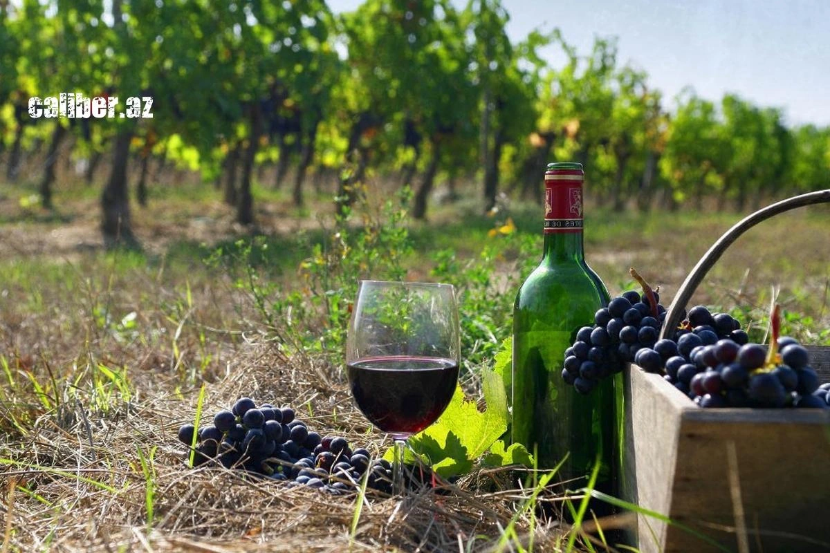 What is holding back winemaking in Azerbaijan? Requiem for the grapevine