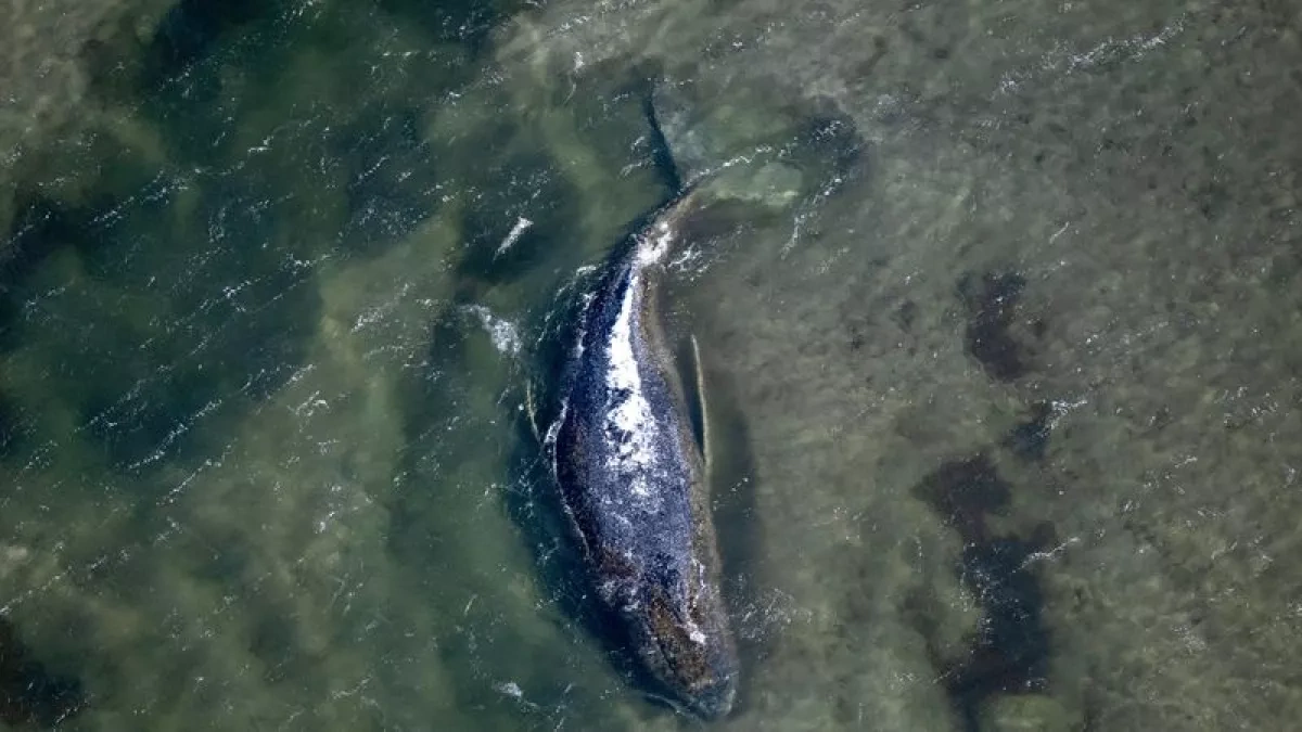 Germany rolls out strap rescue plan to free trapped whale Timmy