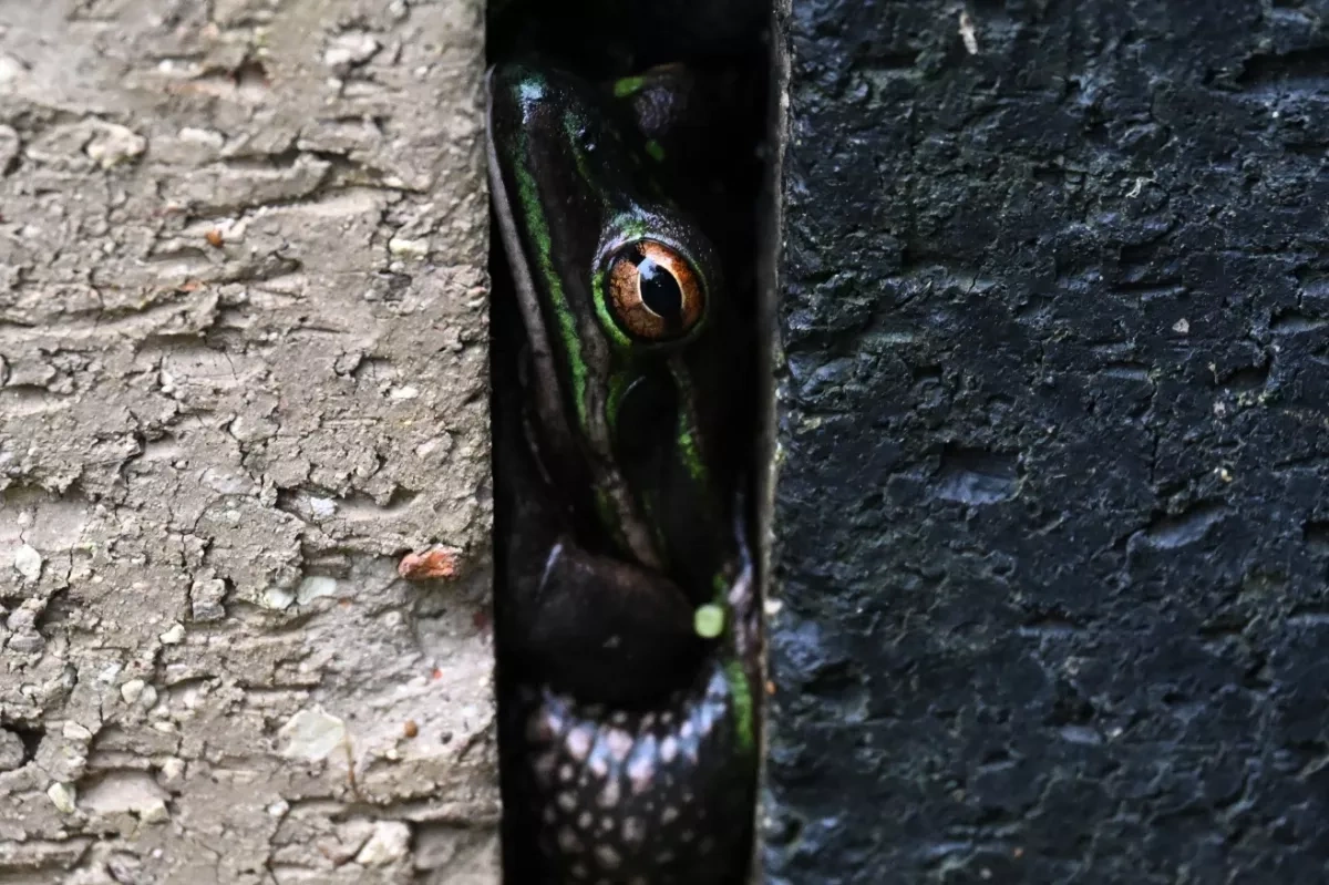Frog saunas and spa baths: Scientists race to save amphibians from global fungus crisis
