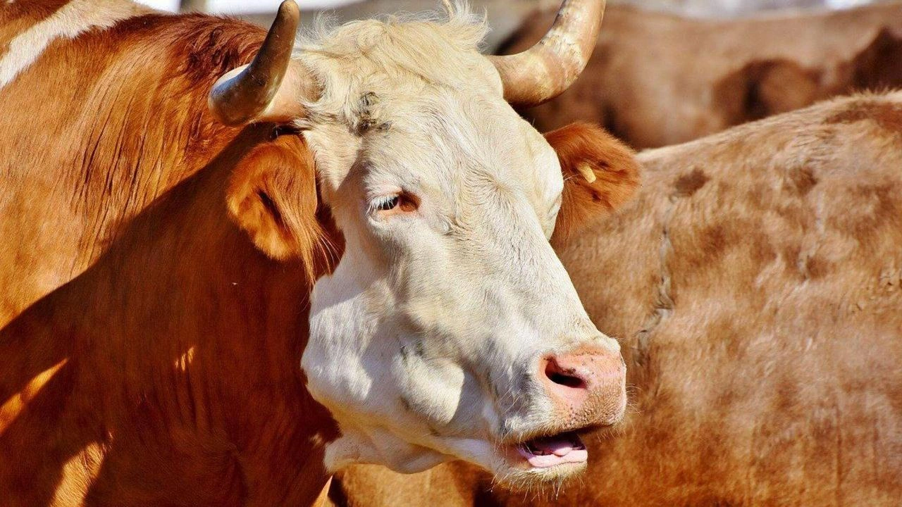 Kyrgyzstan introduces hydroponic feeding technology for breeding bulls