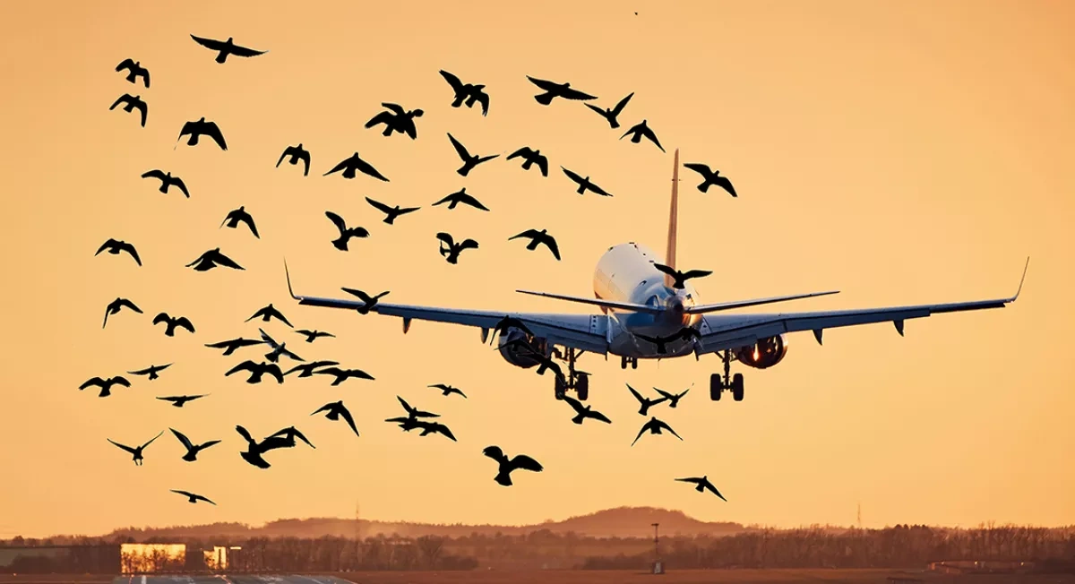 How Germany’s military using radar to keep birds from colliding with aircraft
