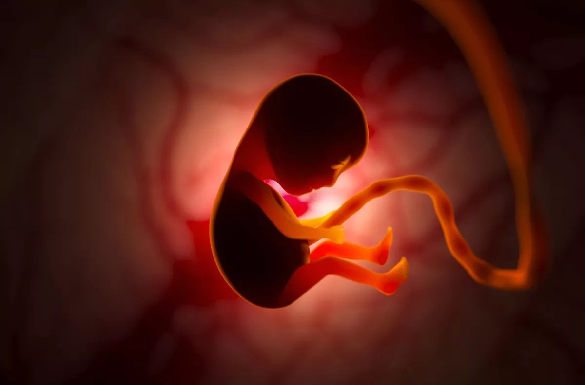 Research into ageing eggs could pave way for fertility-extending treatments
