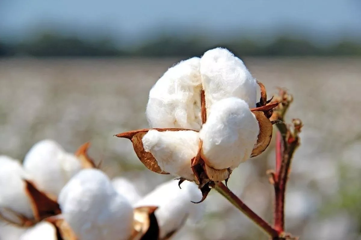 Azerbaijan’s cotton fibre exports rise nearly 30%