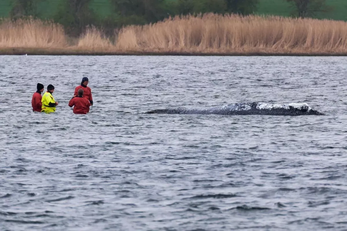 German minister wades into whale rescue as Timmy operation delayed PHOTO