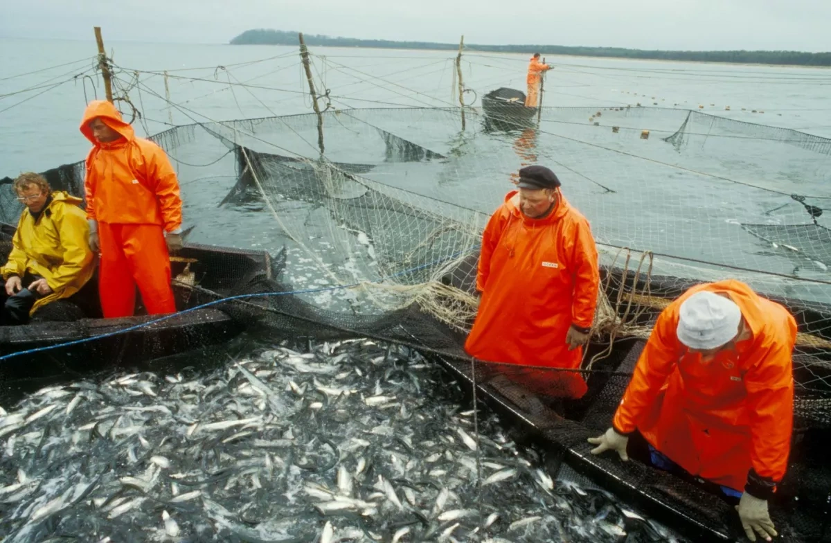 Arctic calculation What EU membership could bring to Iceland