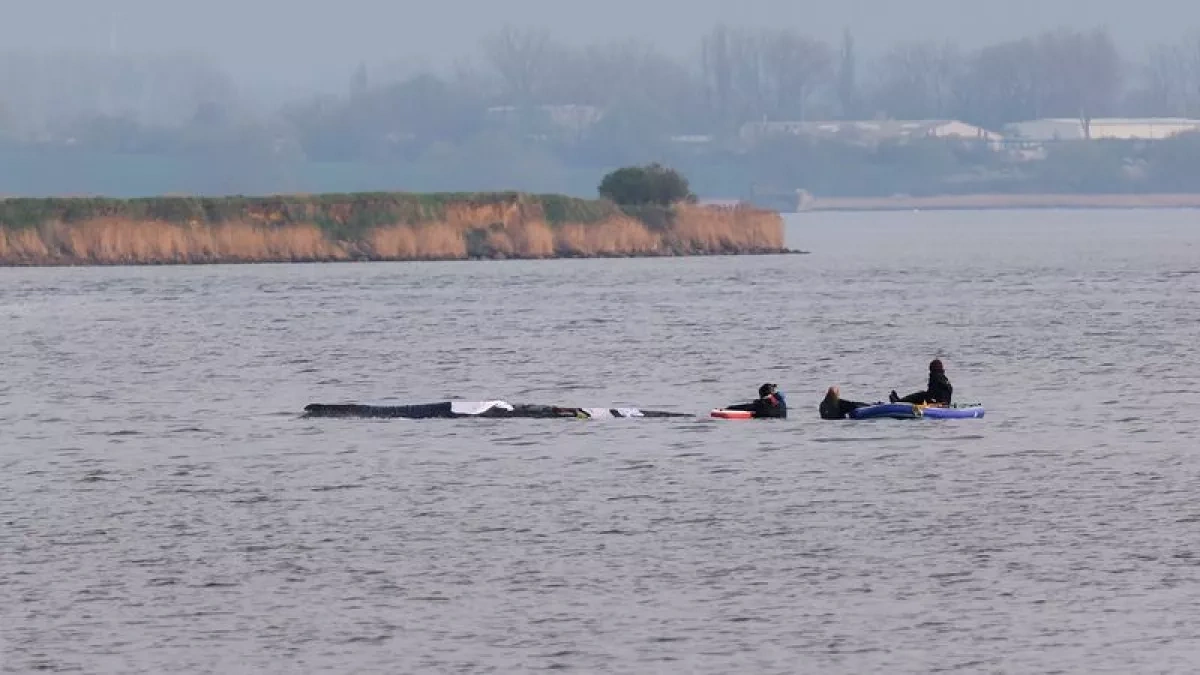 Germany launches risky plan to tow stranded whale toward North Sea