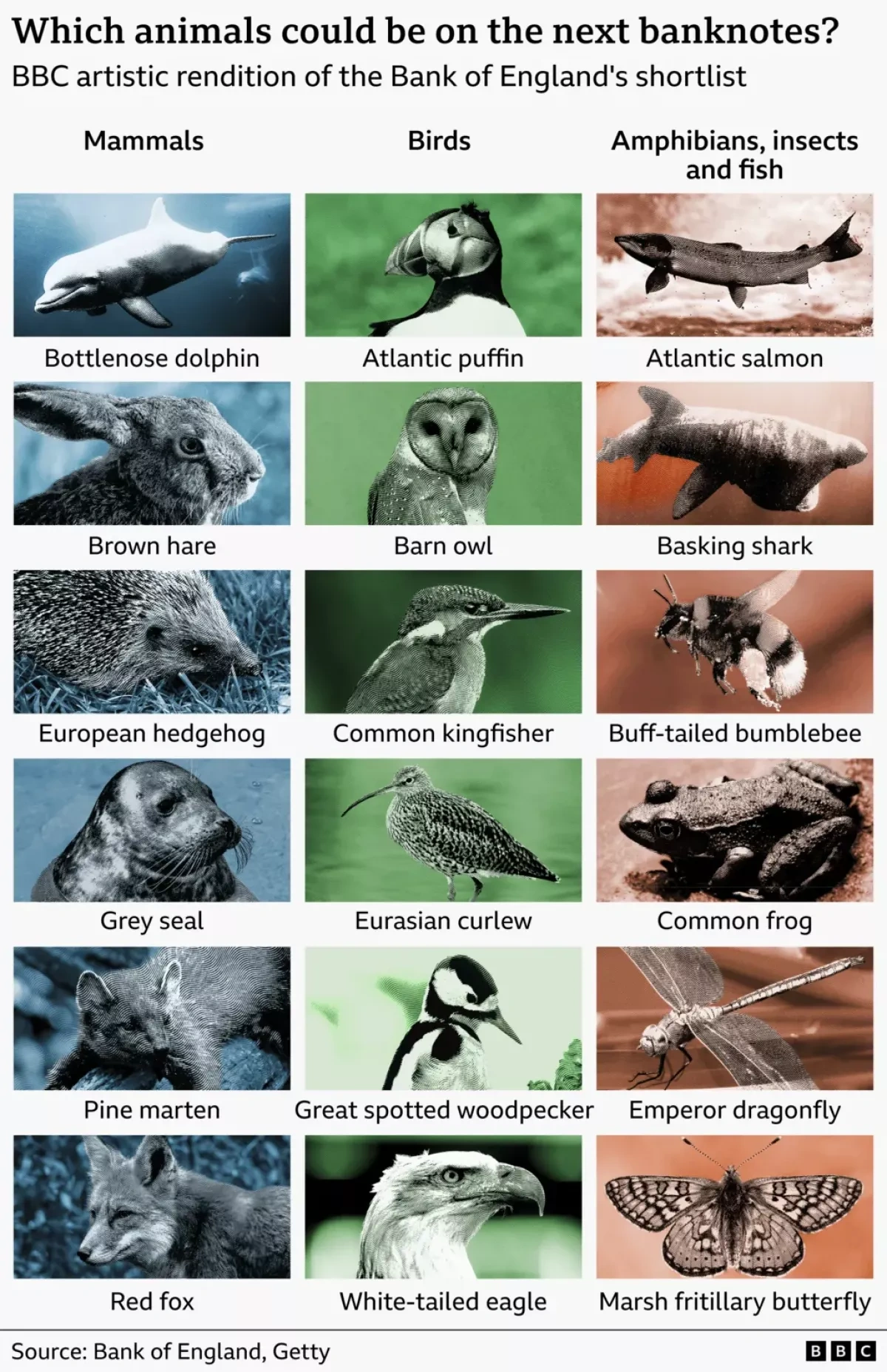 UK public invited to choose wildlife for future banknotes as Churchill era nears end