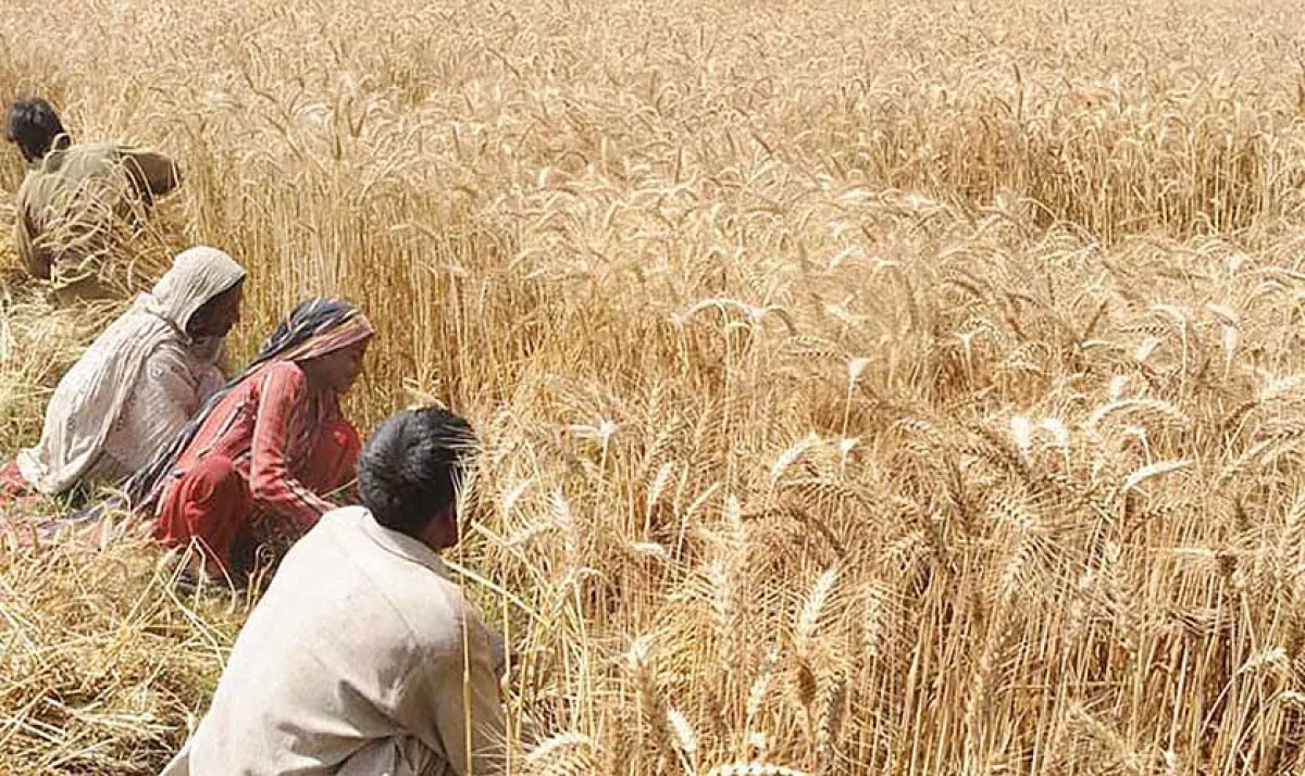 India lifts wheat export ban after years of restrictions