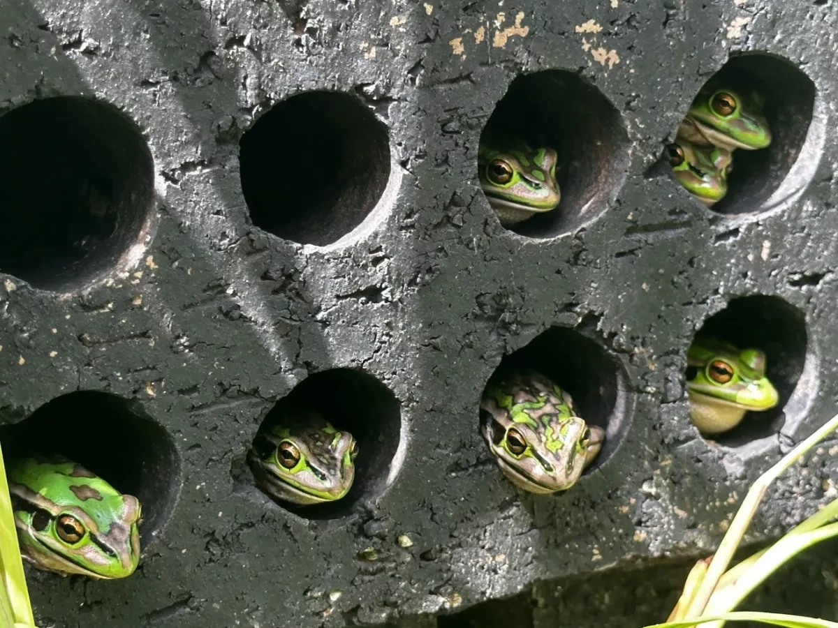 Frog saunas and spa baths: Scientists race to save amphibians from global fungus crisis