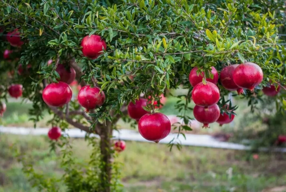 Euronews: Azerbaijan turning ancient fruit into global brand PHOTO