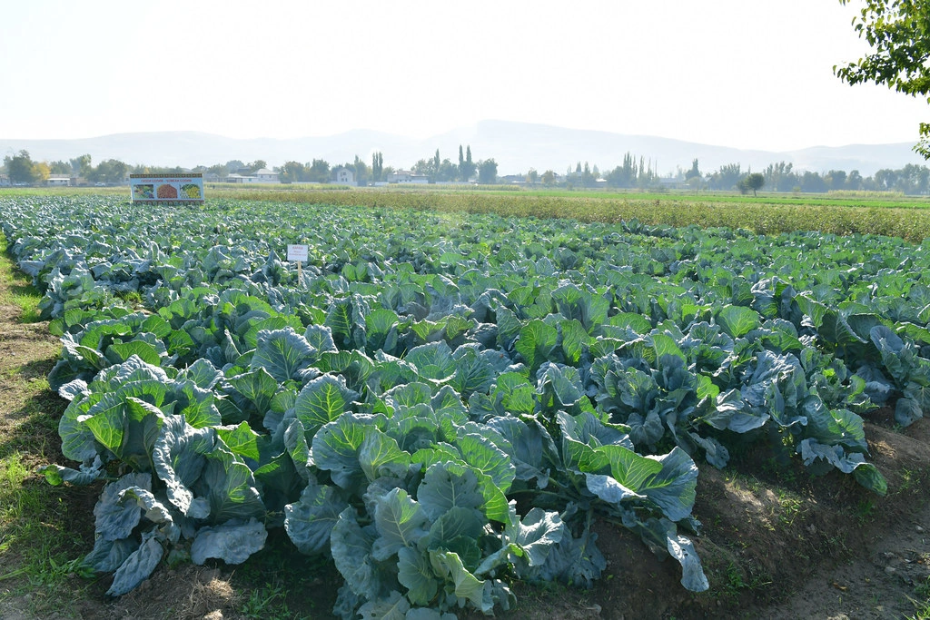Tajikistan's Vahdat agricultural output exceeds $184M in Jan-Sept