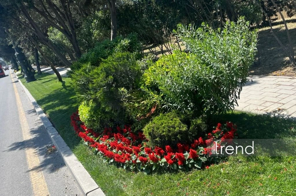 Azerbaijan's Baku blossoms with flowers ahead of WUF13 conference (PHOTO)