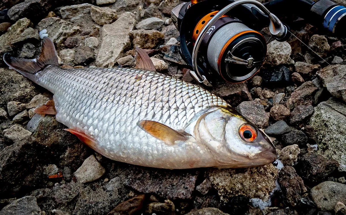 Russia's imports of Georgian fish reach record high in May