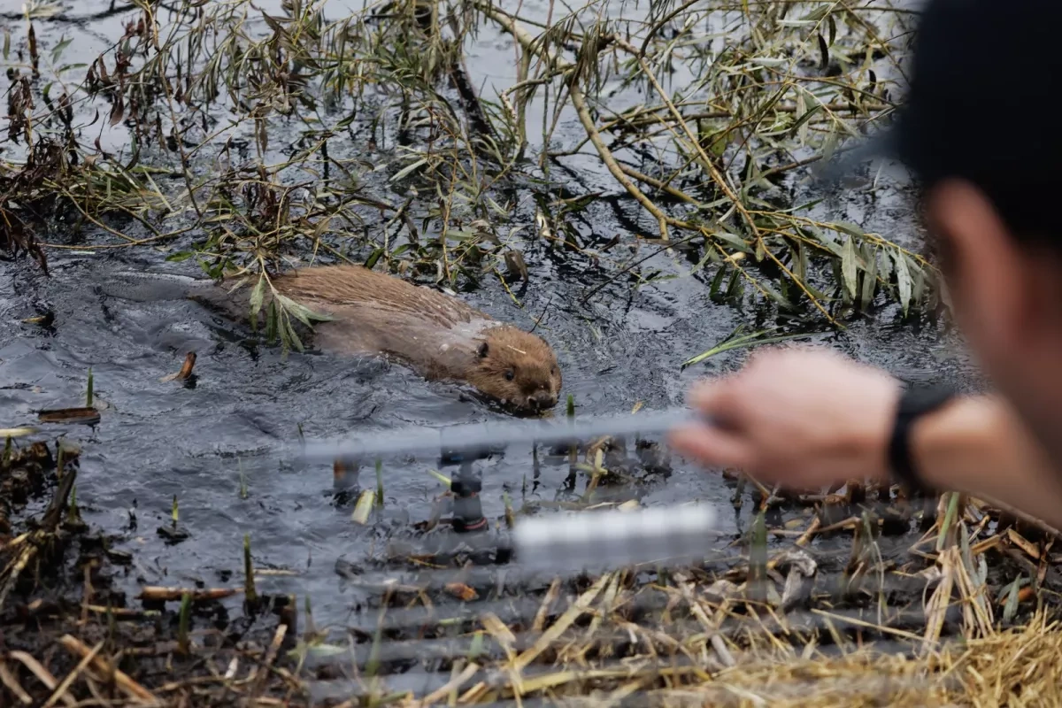 Cities turn to animal kingdom's skilled engineers as natural defence against flooding