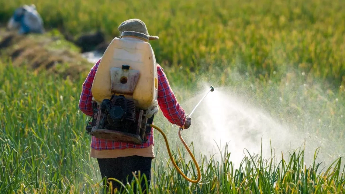 Researchers find link between late onset of puberty with pesticide exposure