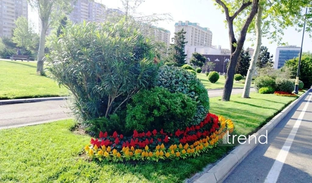 Azerbaijan's Baku blossoms with flowers ahead of WUF13 conference (PHOTO)