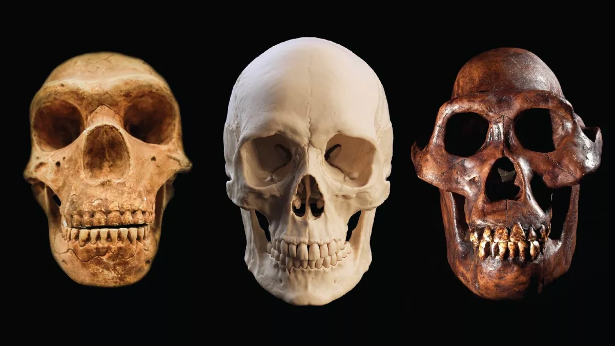 Neanderthal babies grew faster than modern humans, study finds