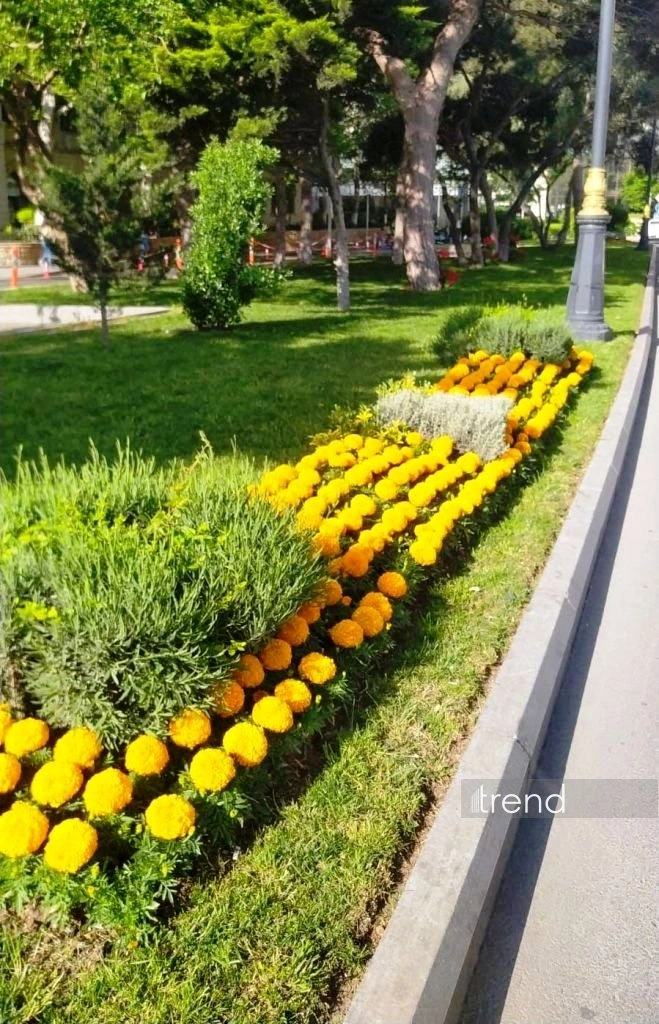 Azerbaijan's Baku blossoms with flowers ahead of WUF13 conference (PHOTO)