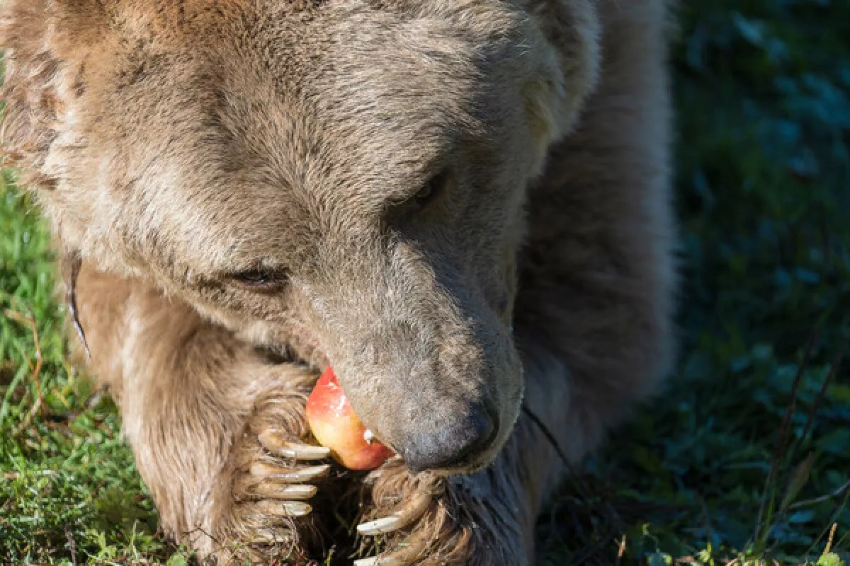 Russian city declares readiness alert as bears enter residential areas