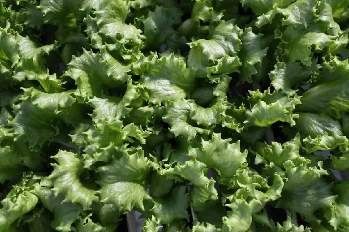 US health officials warn cyclospora outbreak likely to worsen through summer