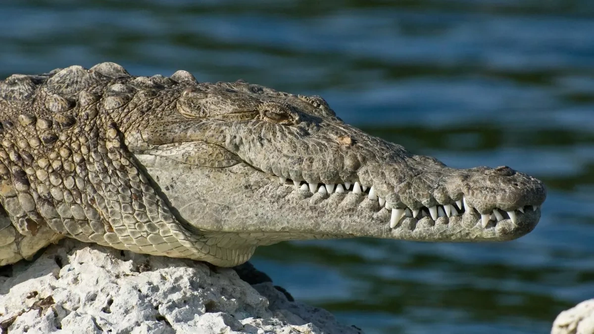 India considers snakes and crocodiles to patrol its borders