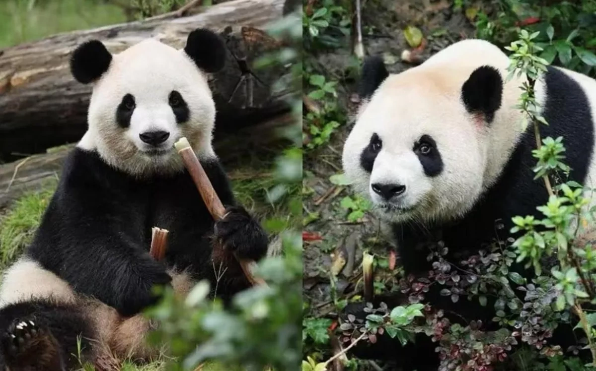 “Panda diplomacy”: China’s pair heads to US for ten-year zoo stay