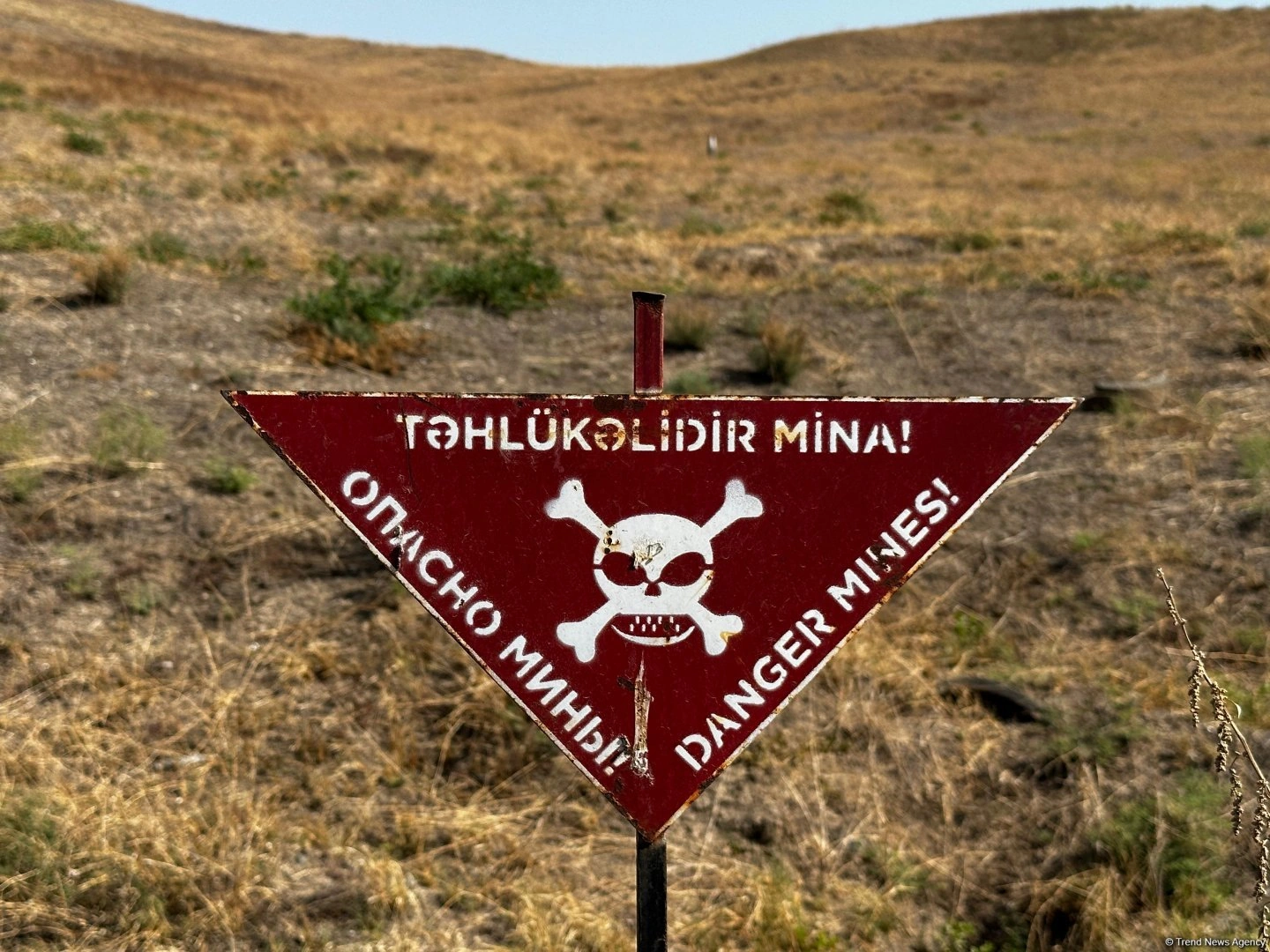 Azerbaijan establishing legal basis for putting animals to work in mine clearance
