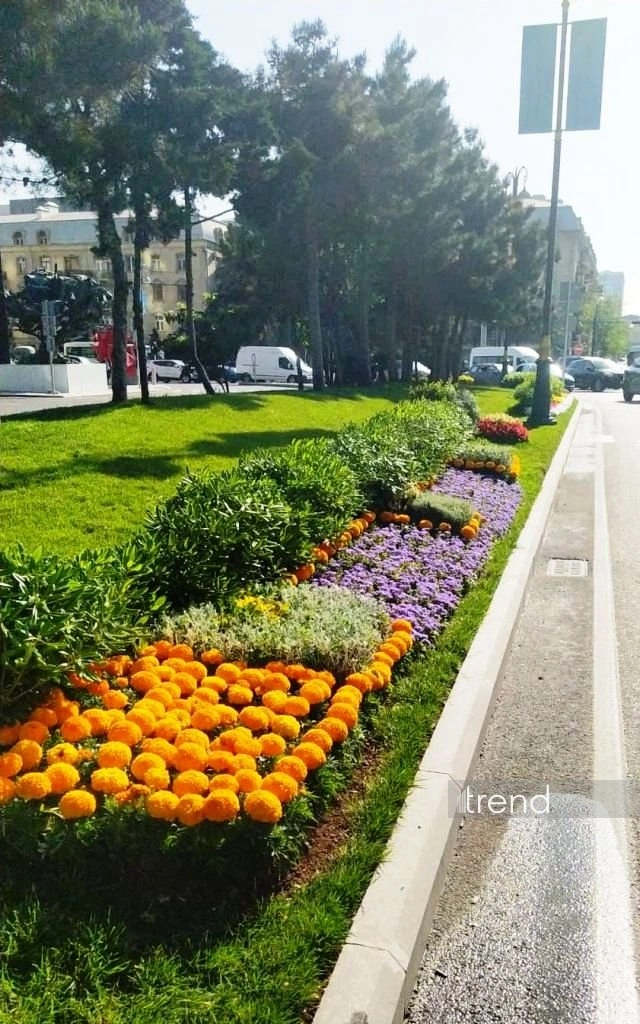Azerbaijan's Baku blossoms with flowers ahead of WUF13 conference (PHOTO)