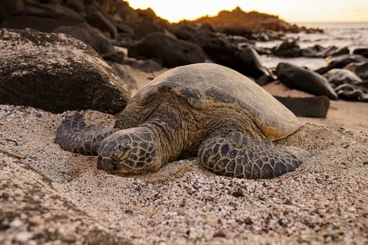 Ukrainians spark outrage after riding sea turtle in Oman PHOTO/ VIDEO
