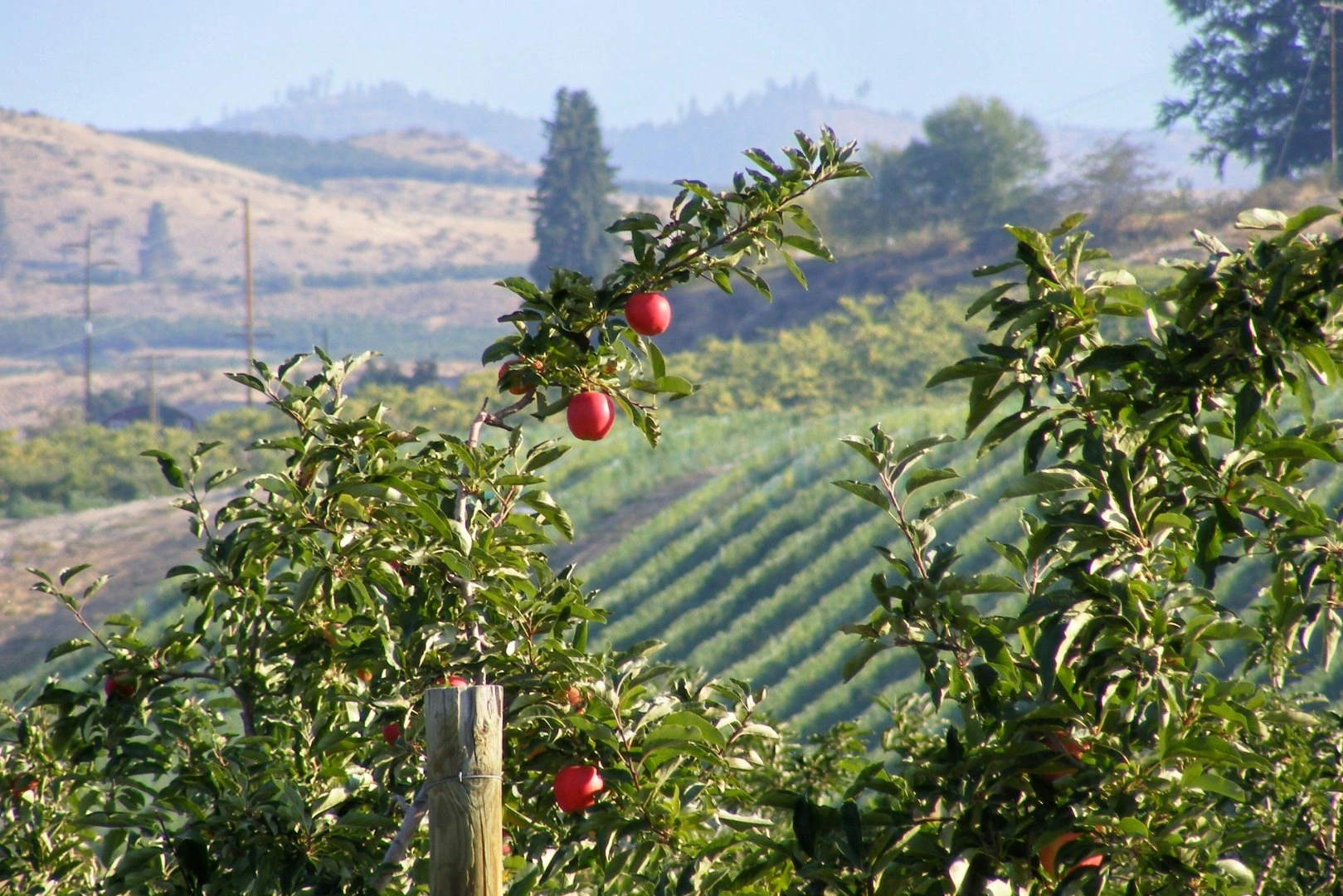 Uzbekistan introduces financing and ownership model for industrial orchards