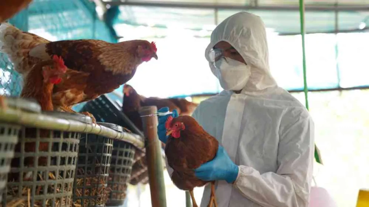 Azerbaijani health authorities provide information about bird flu situation