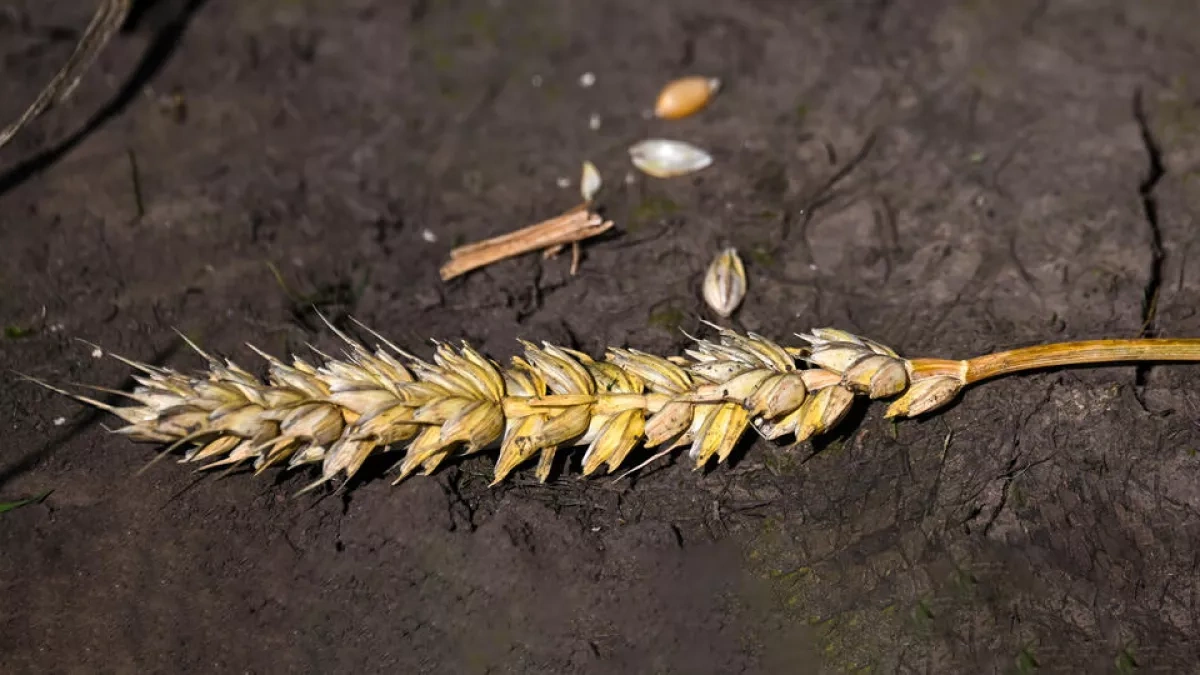 FT: Middle East conflict threatens global food security