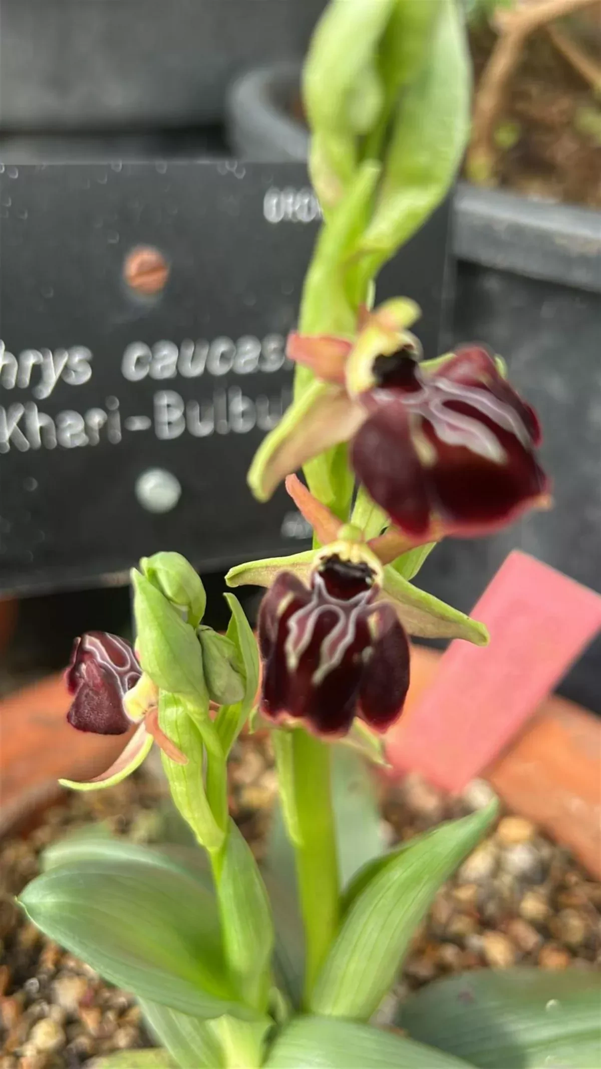 Azerbaijani Khari-Bulbul flower blooms at Madrid’s Royal Botanical Garden PHOTO