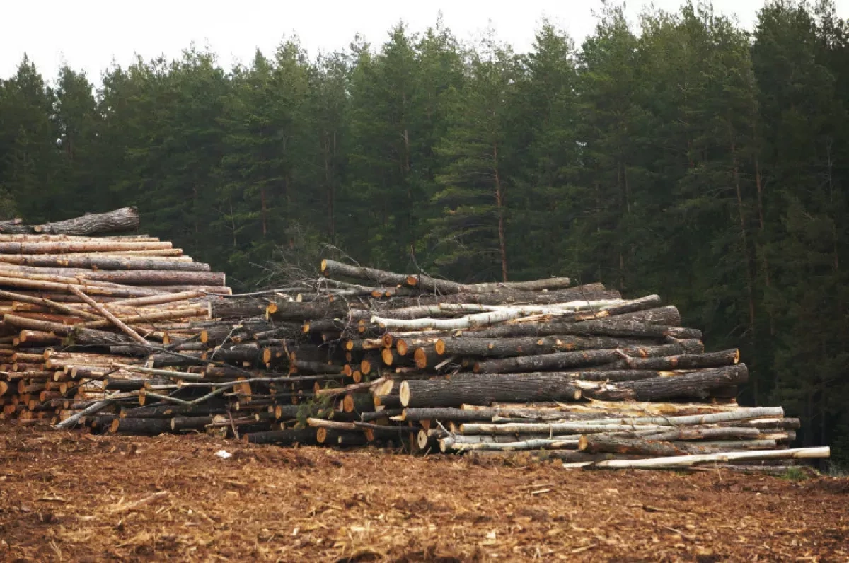 Southern Siberia faces growing risk of ecosystem degradation