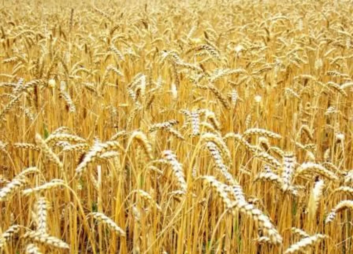 Betting on farmers who deliver Inside Azerbaijan’s Guba agriculture push