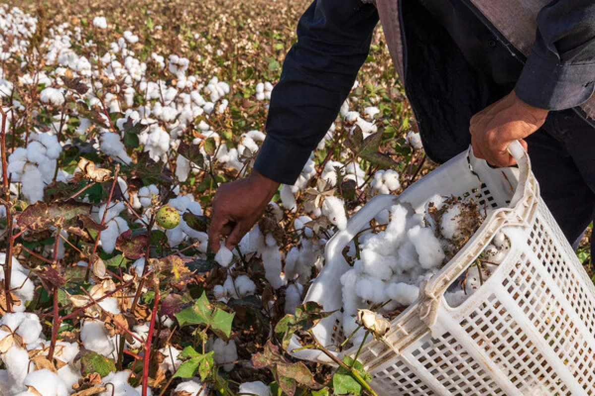 WSJ: Cotton shortage slows NATO ammunition production