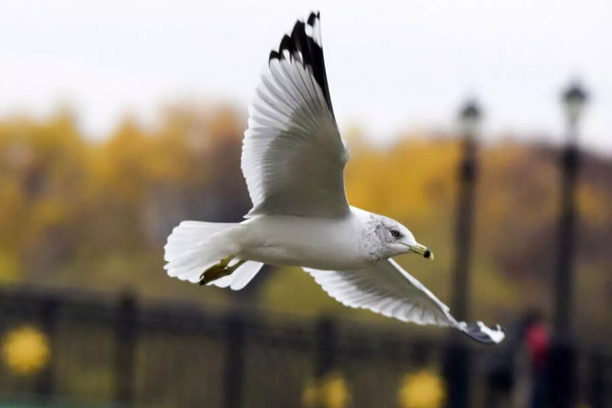 Hungry gulls strike again, leaving Britons £172 million out of pocket Look away, lunch is gone