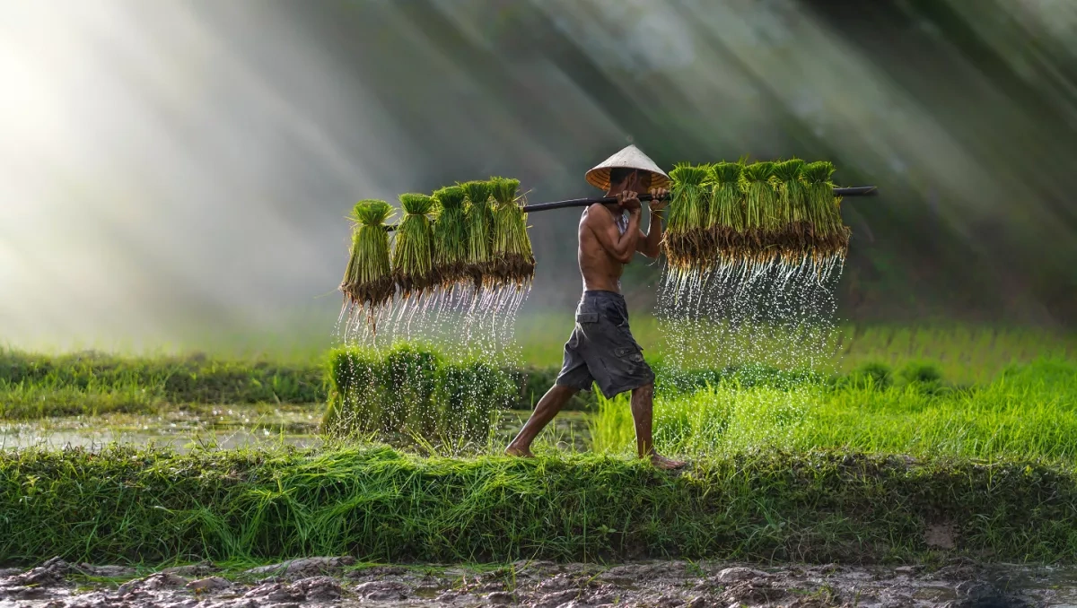Rice frenzy: From droughts in Asia to price tags in Baku Overview by Khazar Akhundov