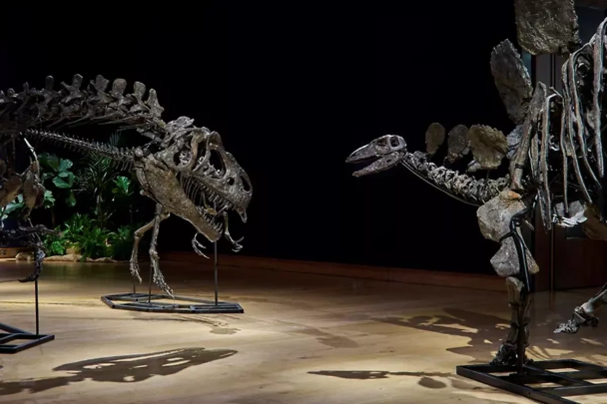 Fluffy dinosaur remains discovered on South Korean island