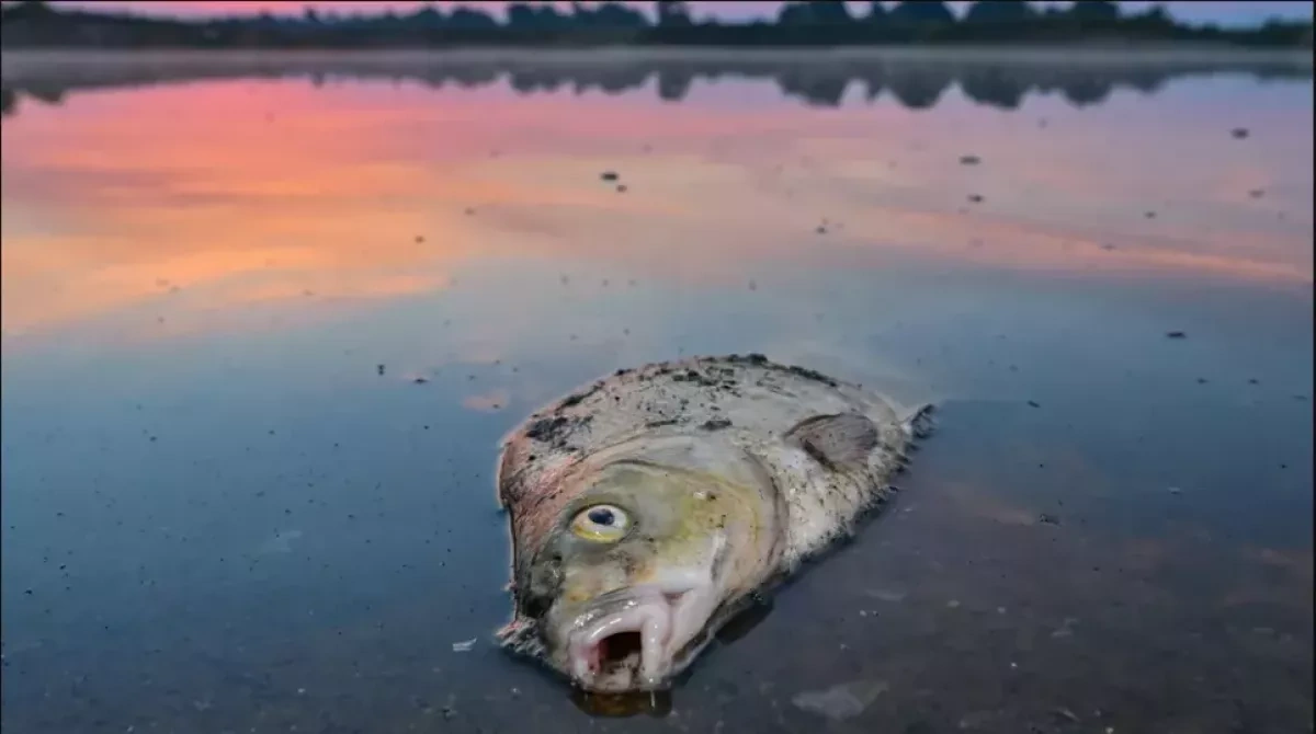 Bangkok floods send fish onto city roads VIDEO