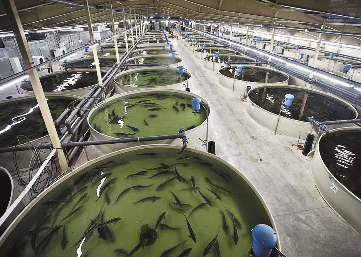 Aquaculture set to replace declining fisheries in the Caspian From wild catch to fish farming