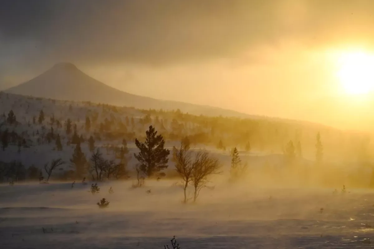 Storm Johannes kills three, inflicts decade’s worst forest damage in Sweden
