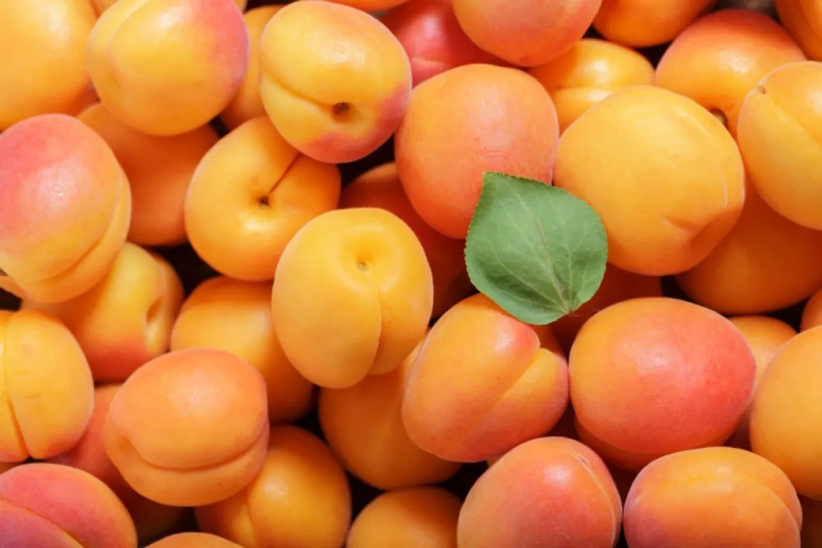 Armenia's apricot exports heavily reliant on Russian market