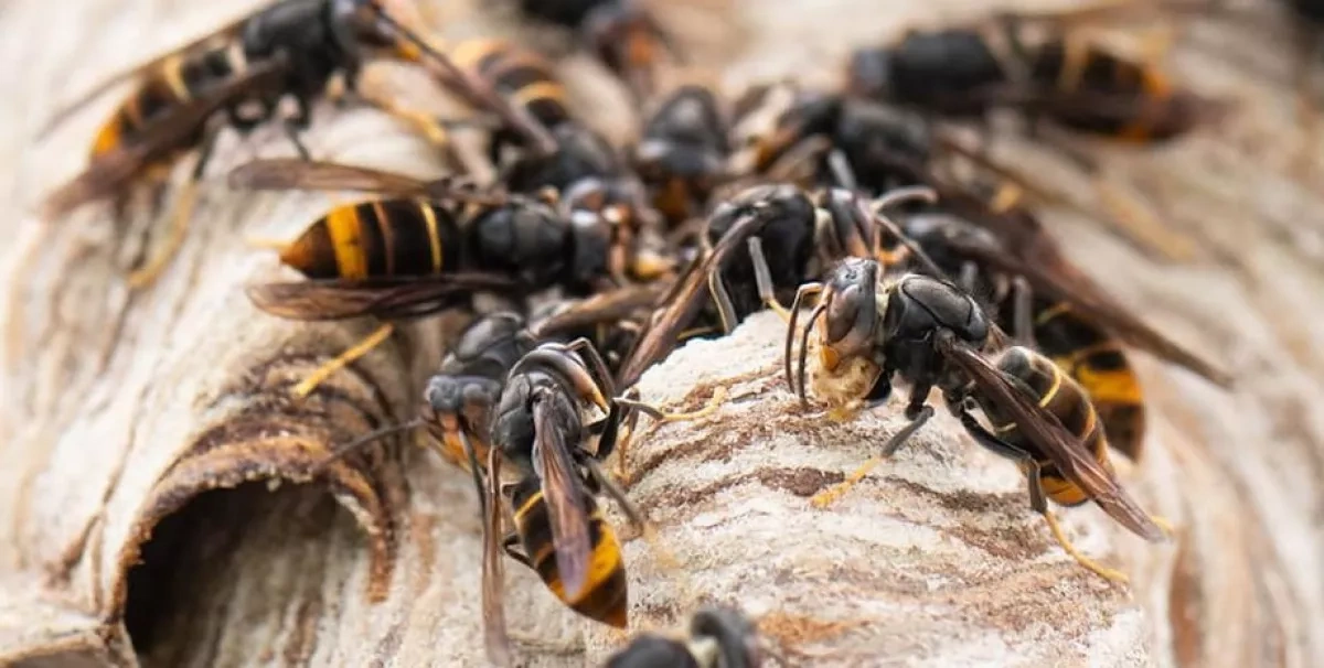 UK heat record raises fears of hornet invasion surge
