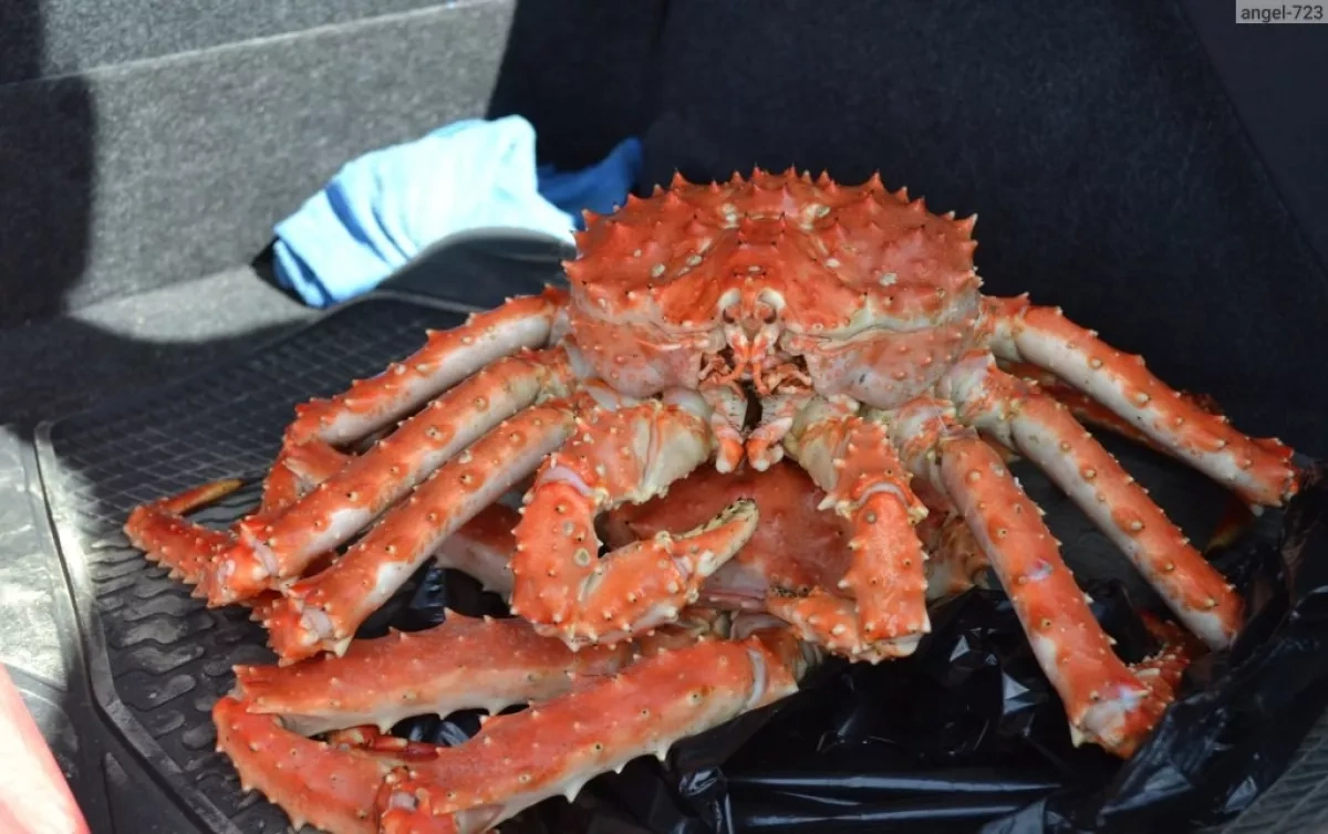 Russian authorities open criminal case over large-scale illegal crab trade