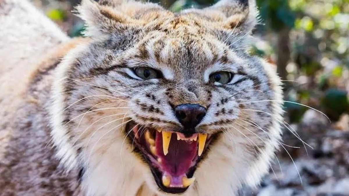 Rabid lynx attacks child at summer camp near Russia’s Ufa Video