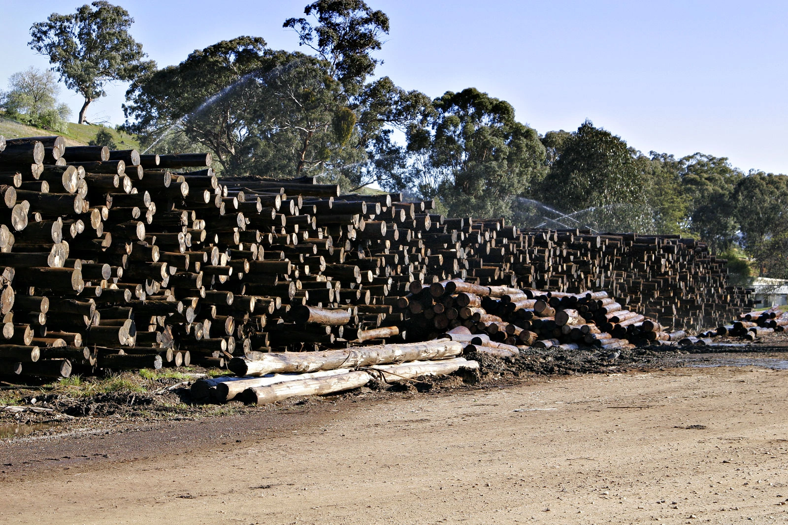 Azerbaijan plans to establish industrial forests