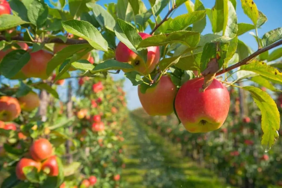 Germany’s apple harvest expected to decline