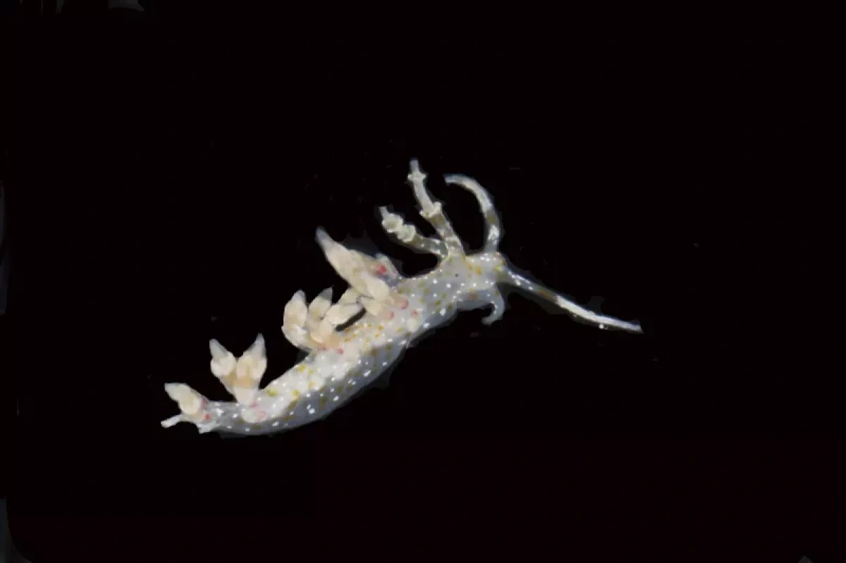 Scientists discover 20 new species in deep Pacific ocean